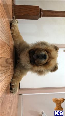Netflixandchow Picture 1